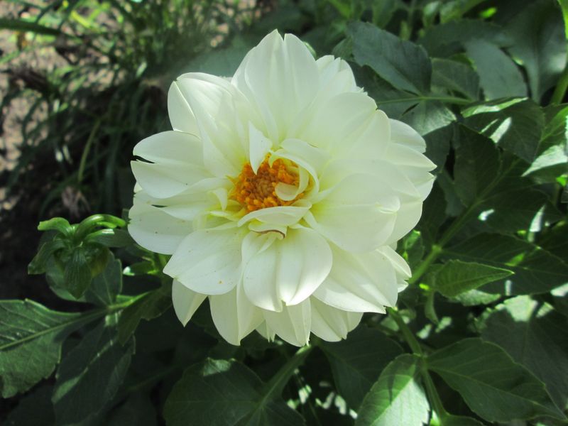 © Andrei  Kolyaskin - Flowers  of  Ivano - Frankivsk  City , Ukraine .
