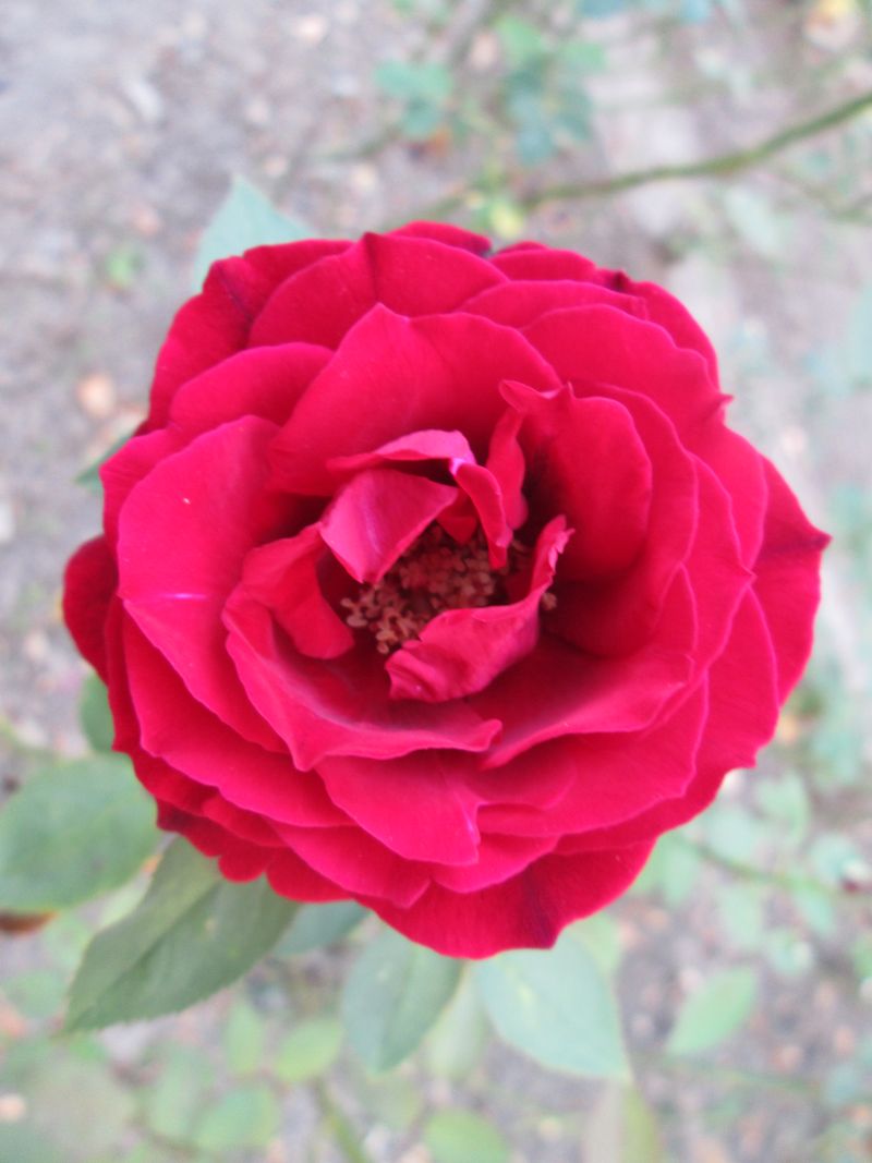 © Andrei  Kolyaskin - Flowers  of  Ivano - Frankivsk  City , Ukraine .