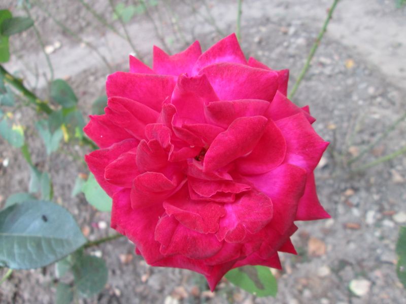 © Andrei  Kolyaskin - Flowers  of  Ivano - Frankivsk  City , Ukraine .