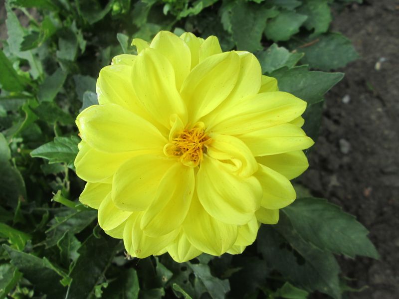 © Andrei  Kolyaskin - Flowers  of  Ivano - Frankivsk  City , Ukraine .