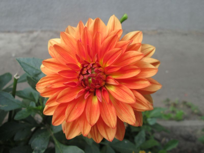 © Andrei  Kolyaskin - Flowers  of  Ivano - Frankivsk  City , Ukraine .