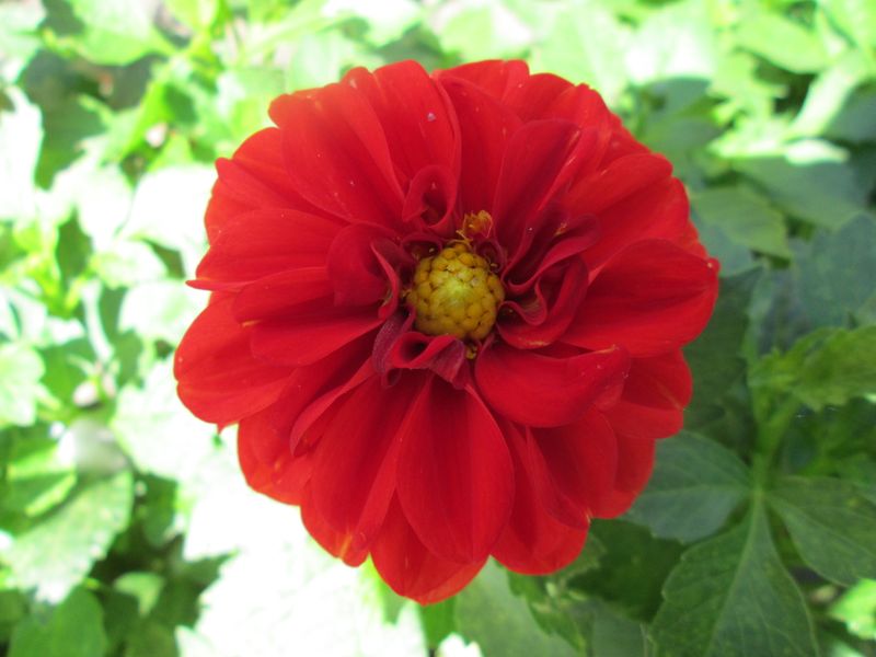 © Andrei  Kolyaskin - Flowers  of  Ivano - Frankivsk  City , Ukraine .