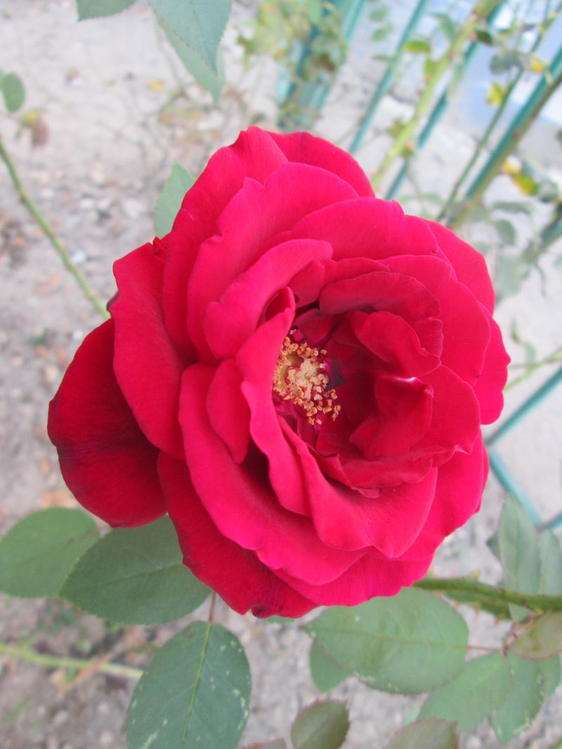 © Andrei  Kolyaskin - Flowers  of  Ivano - Frankivsk  City , Ukraine .