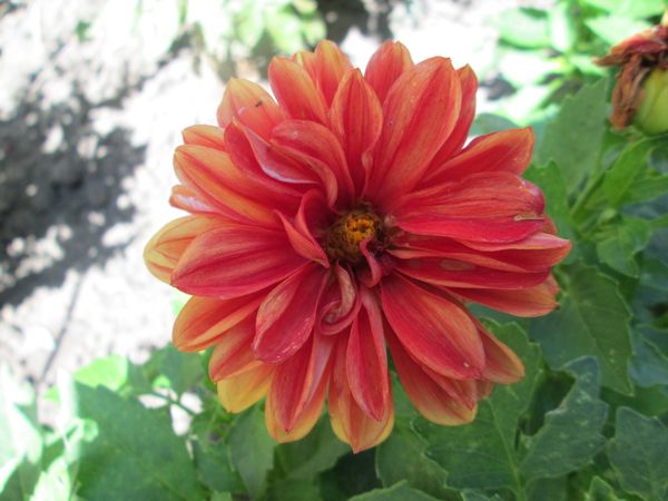 © Andrei  Kolyaskin - Flowers  of  Ivano - Frankivsk  City , Ukraine .