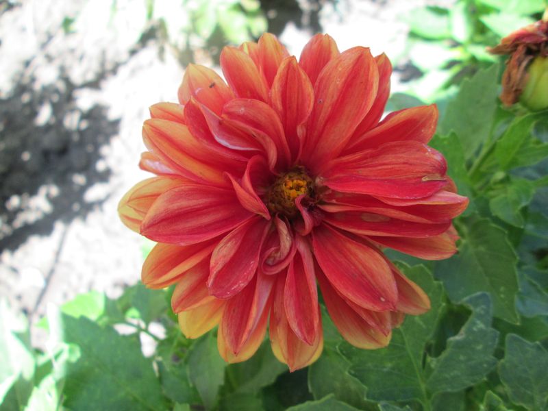 © Andrei  Kolyaskin - Flowers  of  Ivano - Frankivsk  City , Ukraine .