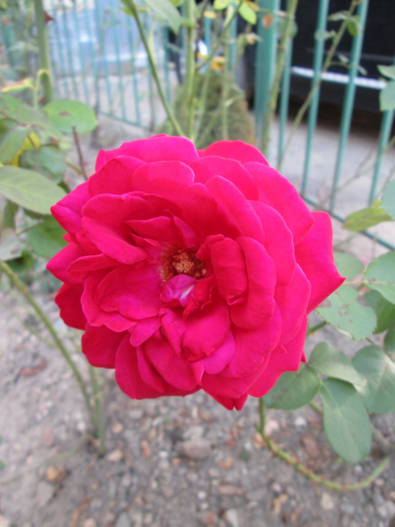 © Andrei  Kolyaskin - Image from the Flowers  of  Ivano - Frankivsk  City 1 photography project