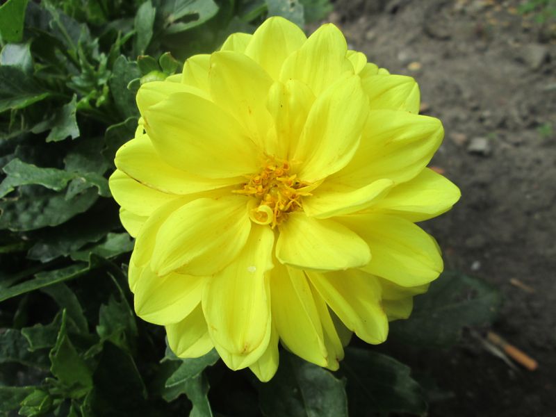 © Andrei  Kolyaskin - Flowers  of  Ivano - Frankivsk  City , Ukraine .