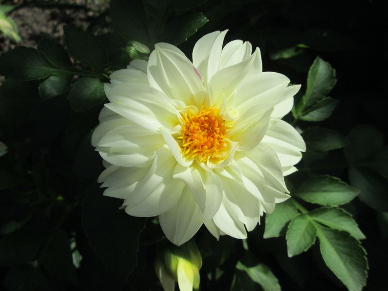 © Andrei  Kolyaskin - Flowers  of  Ivano - Frankivsk  City , Ukraine .