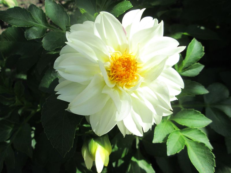 © Andrei  Kolyaskin - Flowers  of  Ivano - Frankivsk  City , Ukraine .
