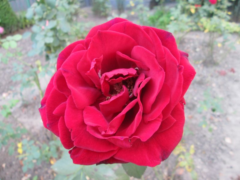 © Andrei  Kolyaskin - Flowers  of  Ivano - Frankivsk  City , Ukraine .