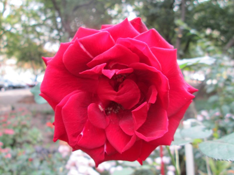 © Andrei  Kolyaskin - Flowers  of  Ivano - Frankivsk  City , Ukraine .