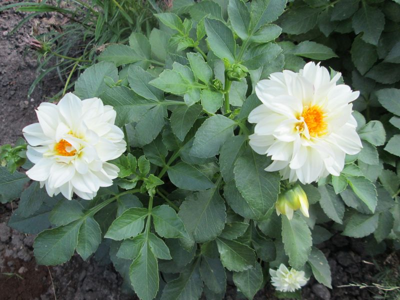 © Andrei  Kolyaskin - Flowers  of  Ivano - Frankivsk  City , Ukraine .