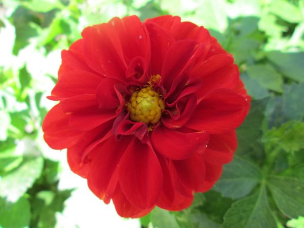 © Andrei  Kolyaskin - Flowers  of  Ivano - Frankivsk  City , Ukraine .