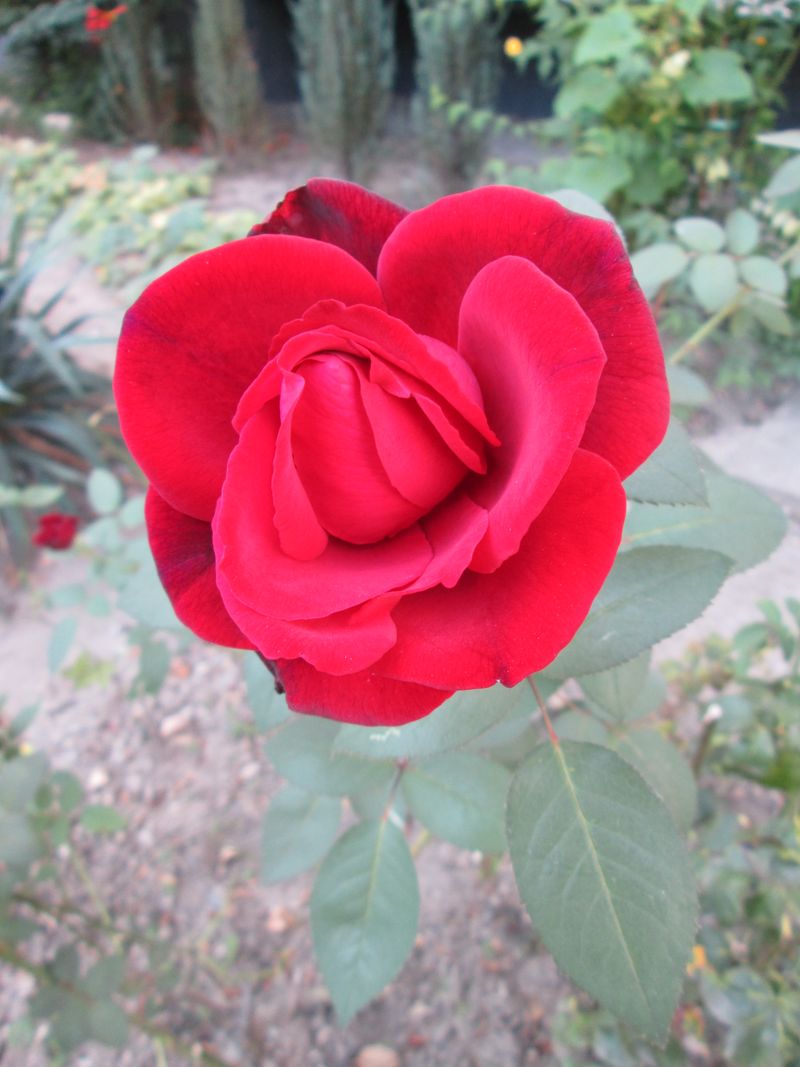 © Andrei  Kolyaskin - Flowers  of  Ivano - Frankivsk  City , Ukraine .