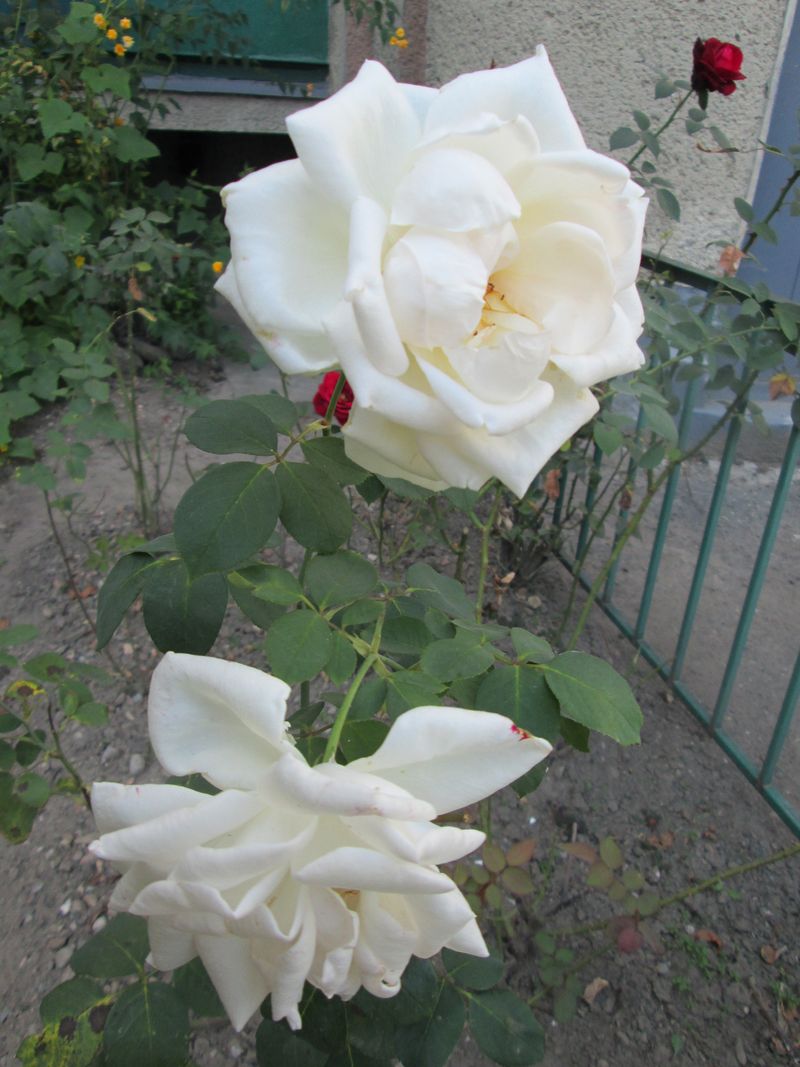 © Andrei  Kolyaskin - Flowers  of  Ivano - Frankivsk  City , Ukraine .