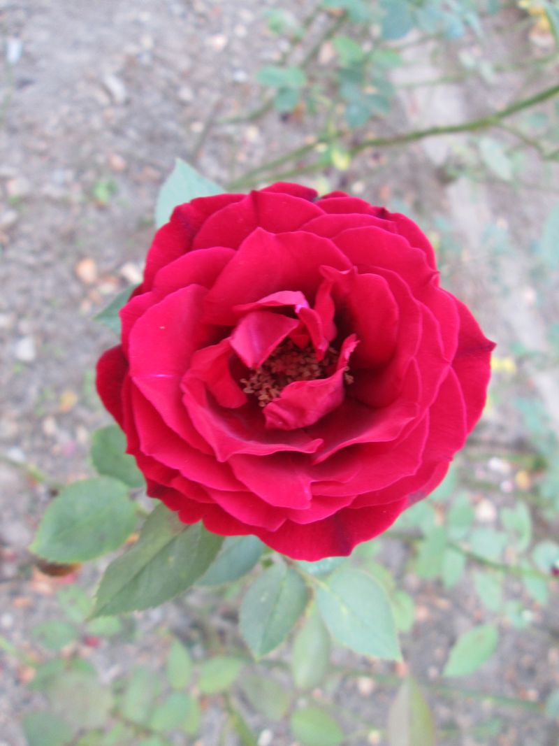 © Andrei  Kolyaskin - Image from the Flowers  of  Ivano - Frankivsk  City 1 photography project