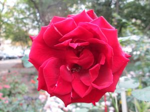 Flowers  of  Ivano - Frankivsk  City 1