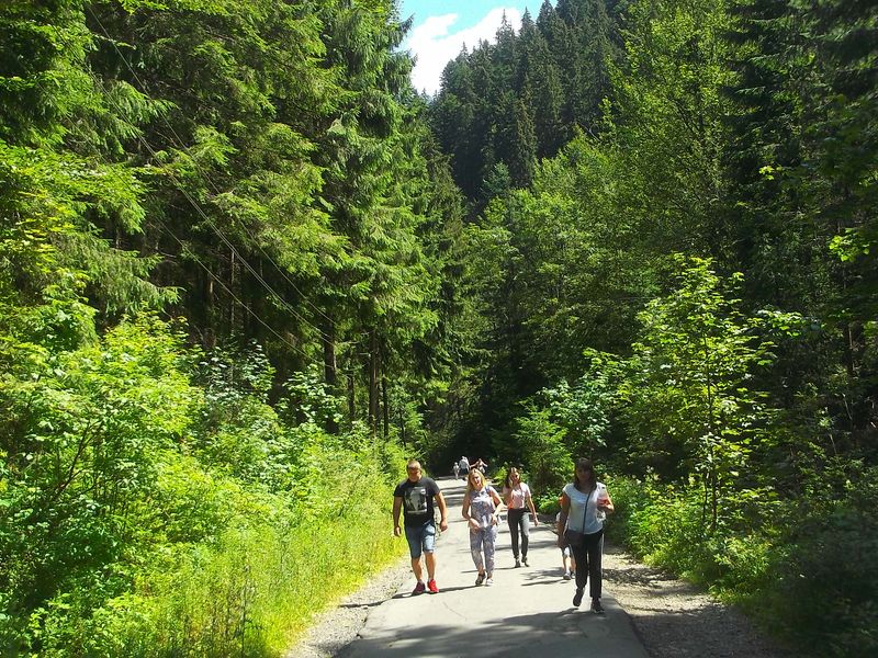 © Andrei  Kolyaskin - On  the  Synevir  Park  in  village  Synevir  of  Mezhygirya  area  Zacarpatian  region , Ukraine .