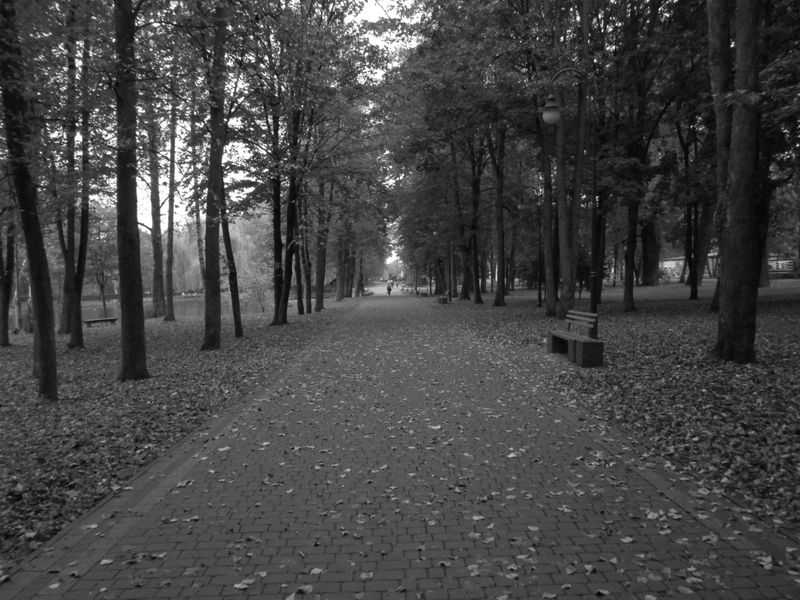 © Andrei  Kolyaskin - Alley  of   central  park  of  Ivano - Frankivsk  City , Ukraine .