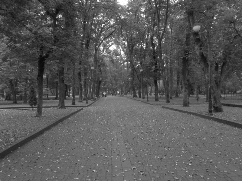 © Andrei  Kolyaskin - Alley  of   central   park  of  Ivano - Frankivsk  City , Ukraine .