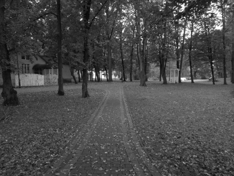© Andrei  Kolyaskin - Alley  of  central  park  of  Ivano - Frankivsk  City , Ukraine .