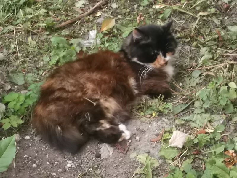 © Andrei  Kolyaskin - Cat  in  Ivano - Frankivsk  City , Ukraine .
