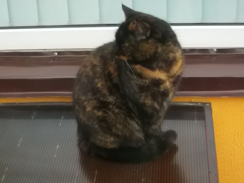 © Andrei  Kolyaskin - Cat  in  Ivano - Frankivsk  City , Ukraine .