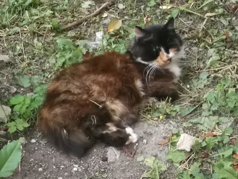 © Andrei  Kolyaskin - Cat  in  Ivano - Frankivsk  City , Ukraine .