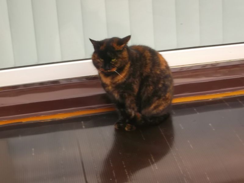 © Andrei  Kolyaskin - Cat  in  Ivano - Frankivsk  City , Ukraine .