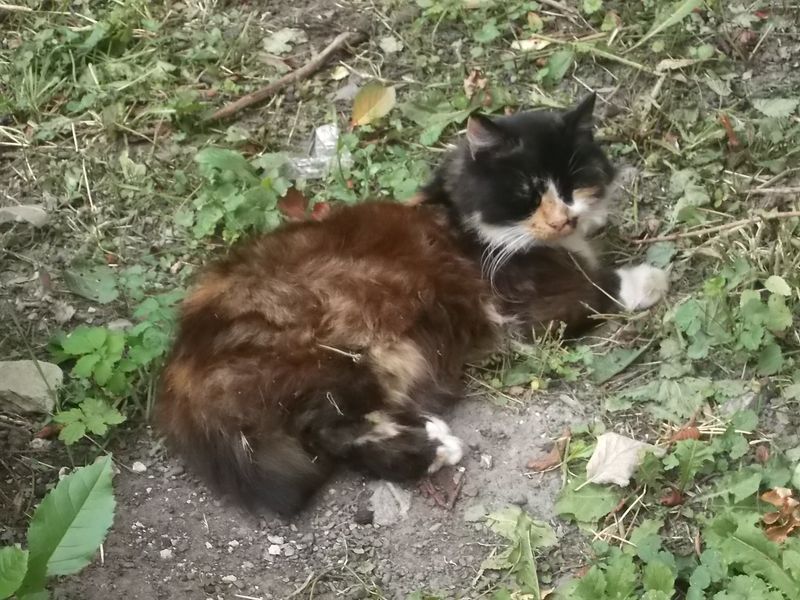 © Andrei  Kolyaskin - Cat  in  Ivano - Frankivsk  City , Ukraine .