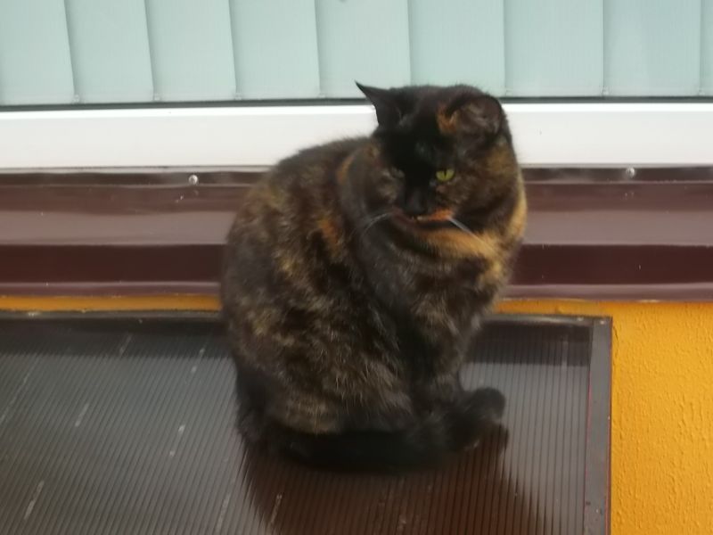 © Andrei  Kolyaskin - Cat  in  Ivano - Frankivsk  City , Ukraine .