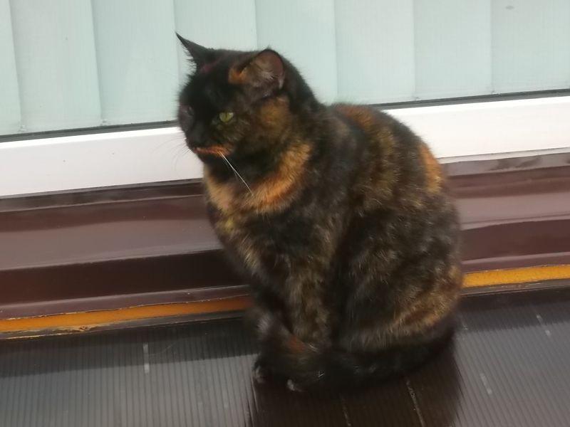 © Andrei  Kolyaskin - Cat  in  Ivano - Frankivsk  City , Ukraine .