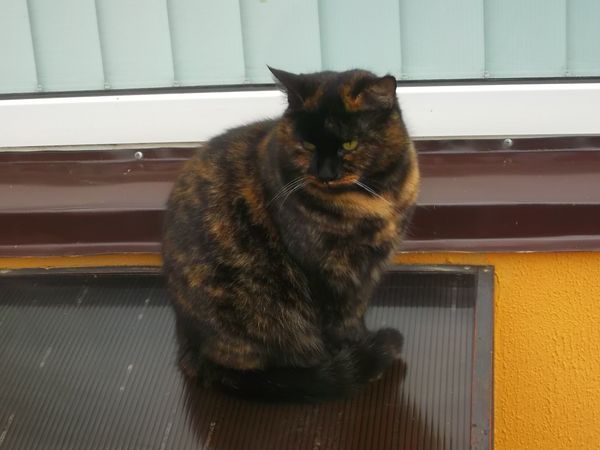 © Andrei  Kolyaskin - Cat  in  Ivano - Frankivsk  City , Ukraine .