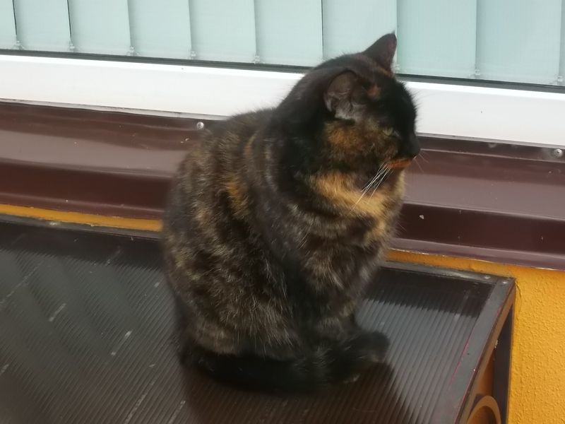 © Andrei  Kolyaskin - Cat  in  Ivano - Frankivsk  City , Ukraine .