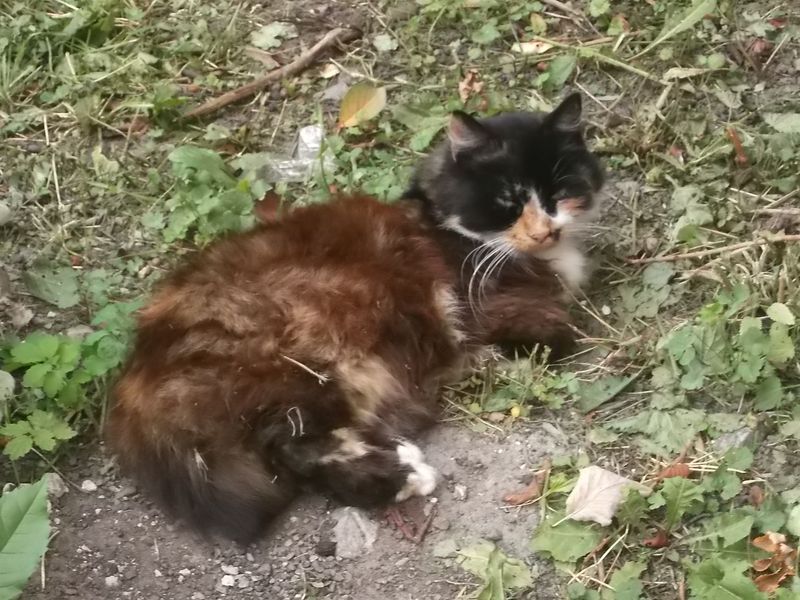 © Andrei  Kolyaskin - Cat  in  Ivano - Frankivsk  City , Ukraine .