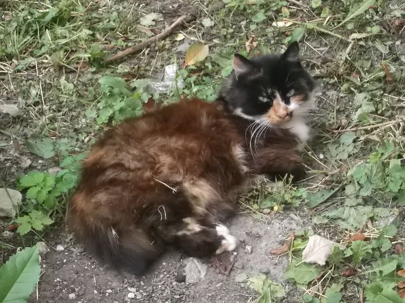 © Andrei  Kolyaskin - Cat  in  Ivano - Frankivsk  City , Ukraine .