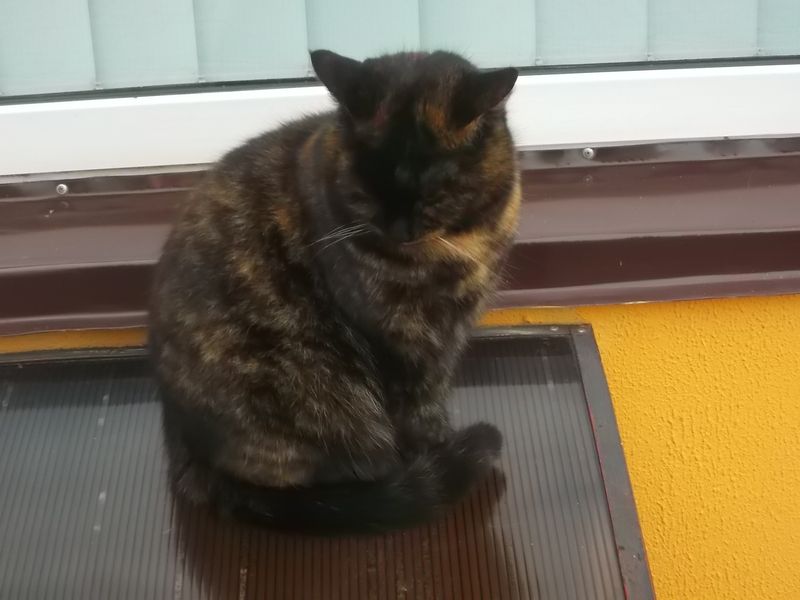 © Andrei  Kolyaskin - Cat  in  Ivano - Frankivsk  City , Ukraine .