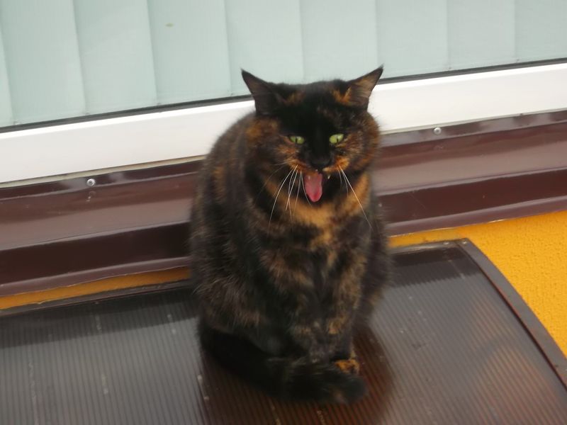 © Andrei  Kolyaskin - Cat  in  Ivano - Frankivsk  City , Ukraine .