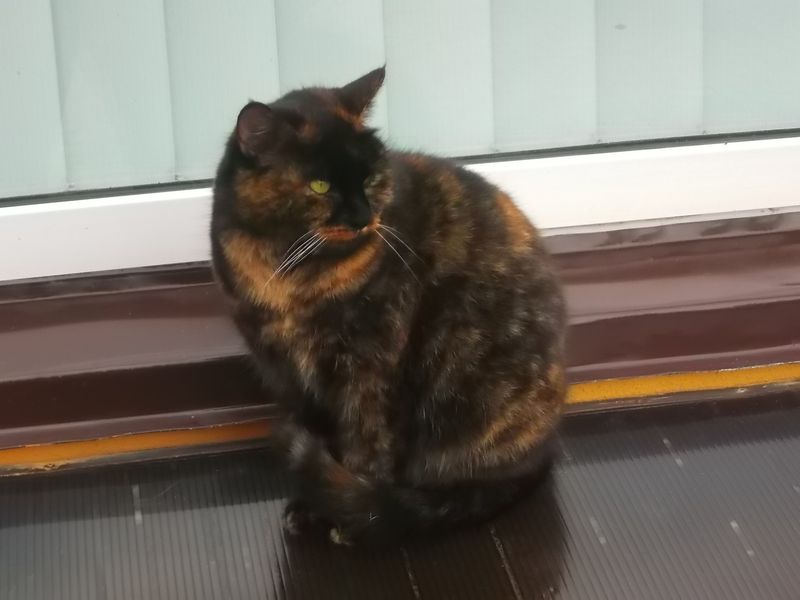 © Andrei  Kolyaskin - Cat  in  Ivano - Frankivsk  City , Ukraine .