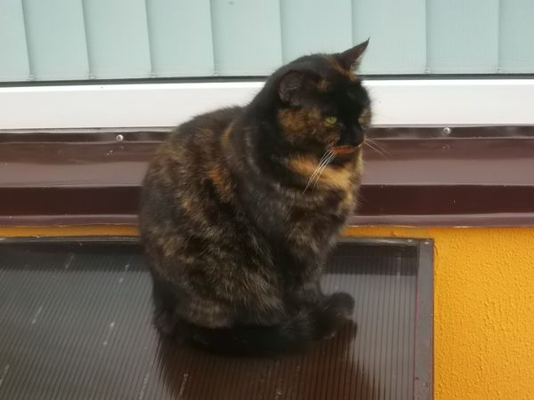 © Andrei  Kolyaskin - Cat  in  Ivano - Frankivsk  City , Ukraine .