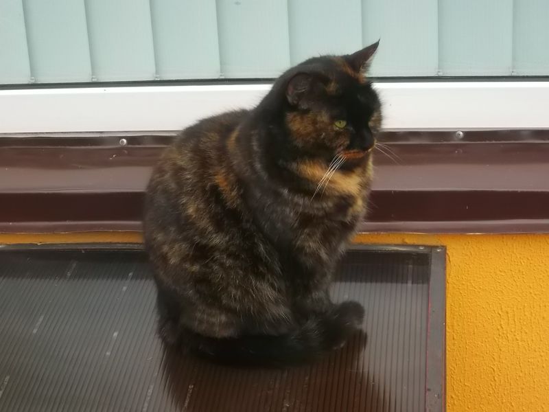 © Andrei  Kolyaskin - Cat  in  Ivano - Frankivsk  City , Ukraine .