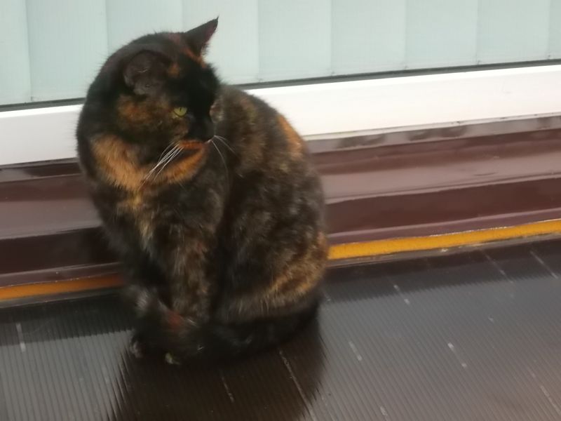 © Andrei  Kolyaskin - Cat  in  Ivano - Frankivsk  City , Ukraine .