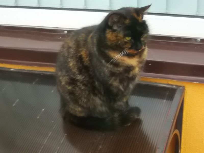 © Andrei  Kolyaskin - Cat  in  Ivano - Frankivsk  City , Ukraine .