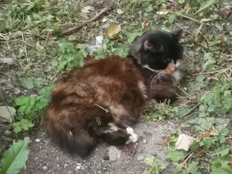© Andrei  Kolyaskin - Cat  in  Ivano - Frankivsk  City , Ukraine .