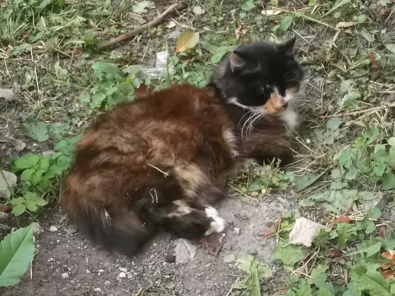 © Andrei  Kolyaskin - Cat  in  Ivano - Frankivsk  City , Ukraine .