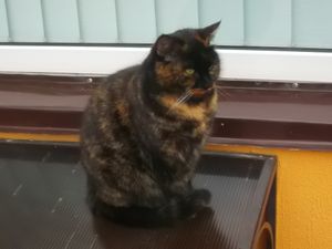 Cat in Ivano - Frankivsk City 3