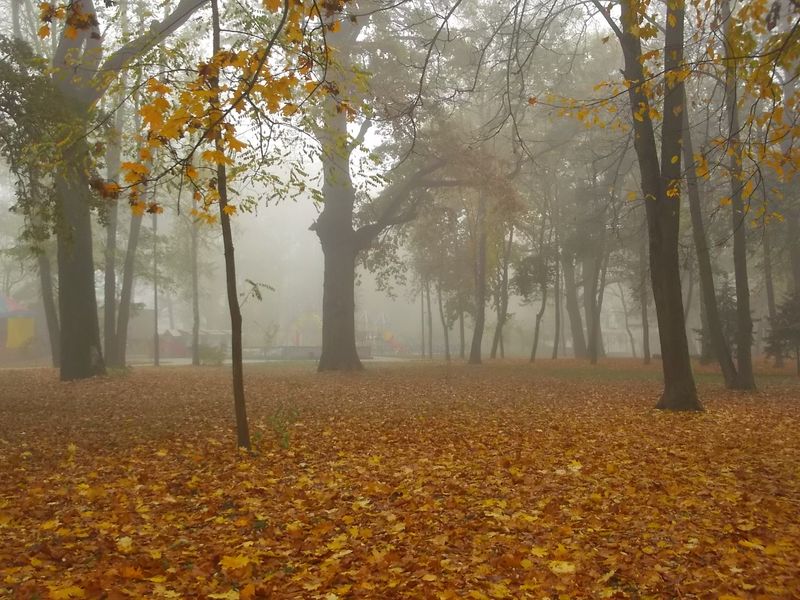 © Andrei  Kolyaskin - Foggy  autumn  morning  on  the  central  park  of  Ivano - Frankivsk  City , Ukraine .
