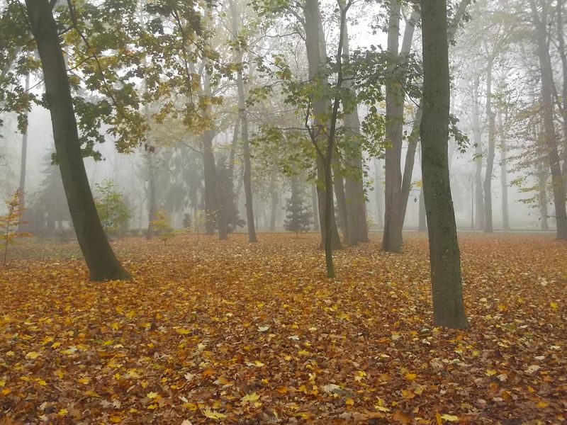 © Andrei  Kolyaskin - Foggy  autumn  morning  on  the  central  park  of  Ivano - Frankivsk  City , Ukraine .