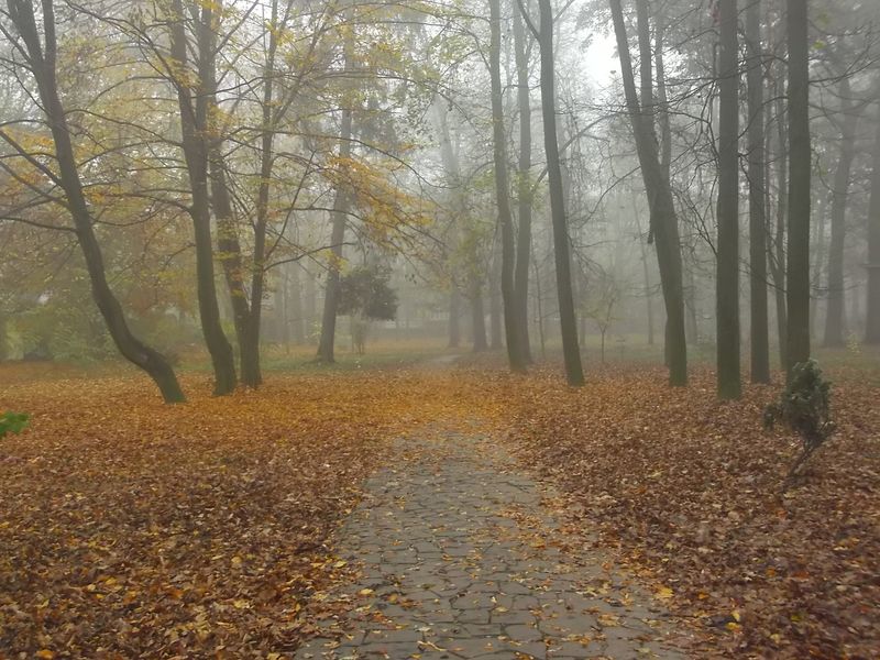 © Andrei  Kolyaskin - Foggy  autumn  morning  on  the  central  park  of  Ivano - Frankivsk  City , Ukraine .