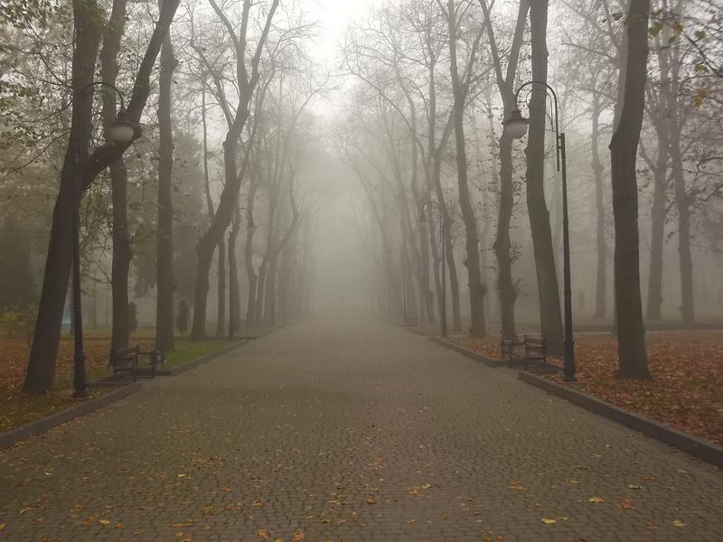 © Andrei  Kolyaskin - Foggy  autumn  morning  on  the  central  park  of  Ivano - Frankivsk  City , Ukraine .